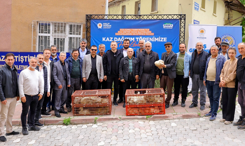 Samsun'da Üreticilere Kaz Desteği: 31 Yetiştiriciye Kaz Palazı Dağıtılacak