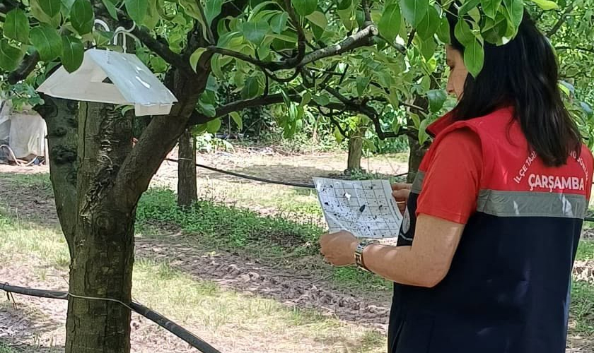 Çarşamba’da Fındık Bahçelerinde Külleme ve Kahverengi Kokarca Denetimi