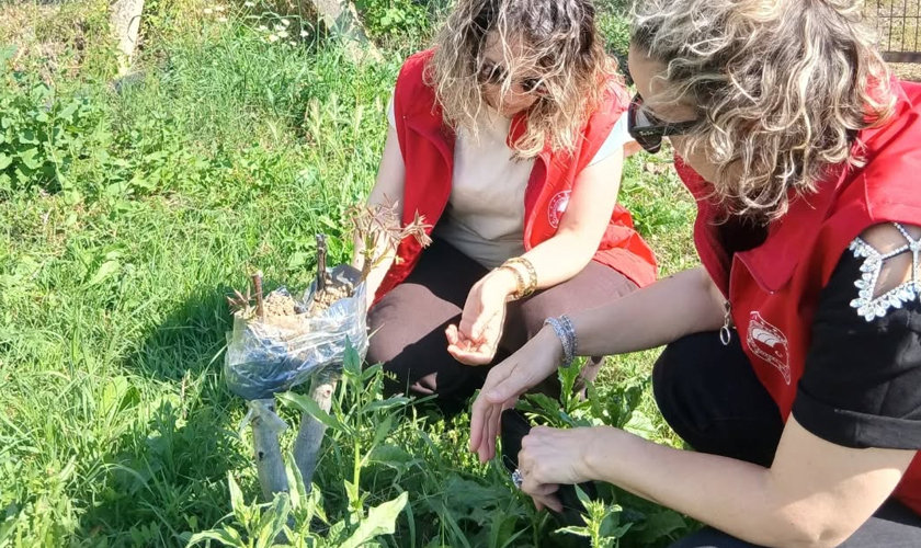 19 Mayıs’ta Meyve Ağaçlarında Aşılama Başarısı Yüz Güldürdü