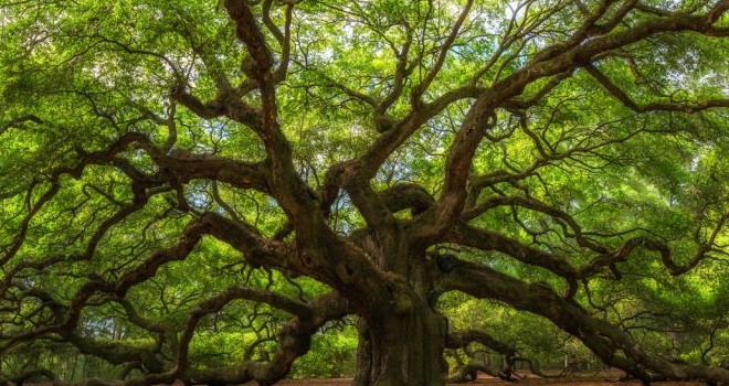 Şirketlerde Sürdürülebilirlik Ağaç Dikme İle Sınırlı Kalmamalı