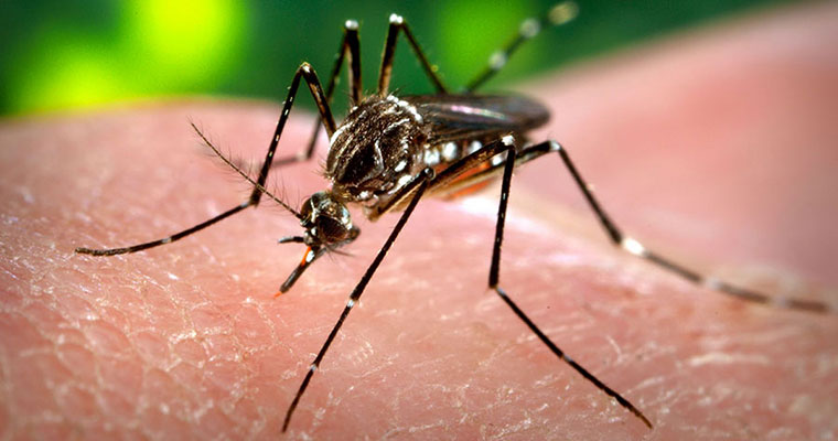 Sivrisinek ısırıklarının zararlarına son verecek teknoloji
