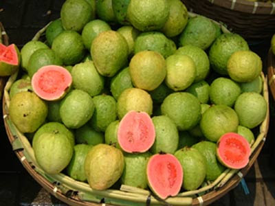 Kansere Karşı Guava Fidanı Dikiliyor