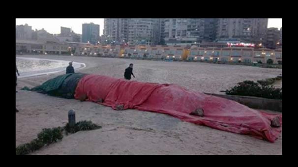 Mısır'da Ölü Bir Balina Sahile Vurdu