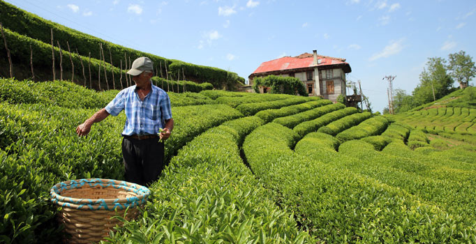 Beyaz Çay Üretimi Başladı! Araplar'dan Yoğun İlgi