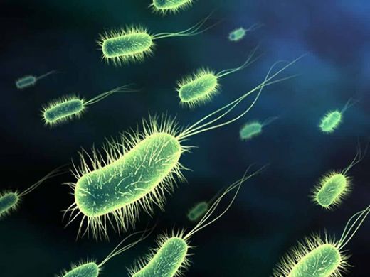 Ölümcül Zombi Bakterileri Dünyayı Saracak!