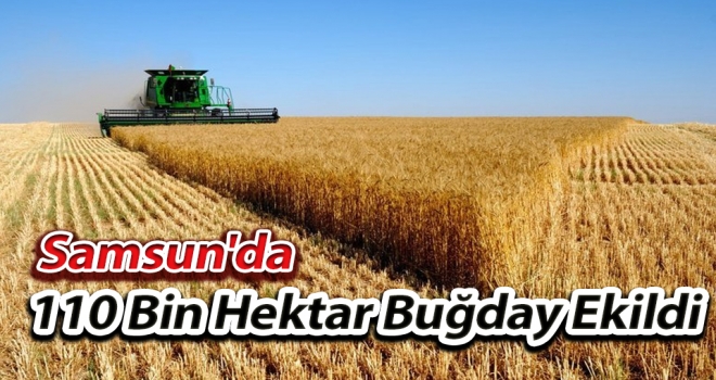 Samsun'da 110 Bin Hektar Buğday Ekildi