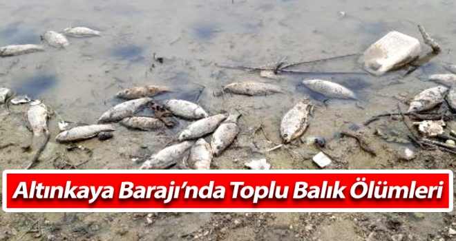 Altınkaya Barajında Toplu Balık Ölümleri