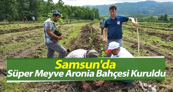 Samsun'da Süper Meyve Aronia Bahçesi Kuruldu