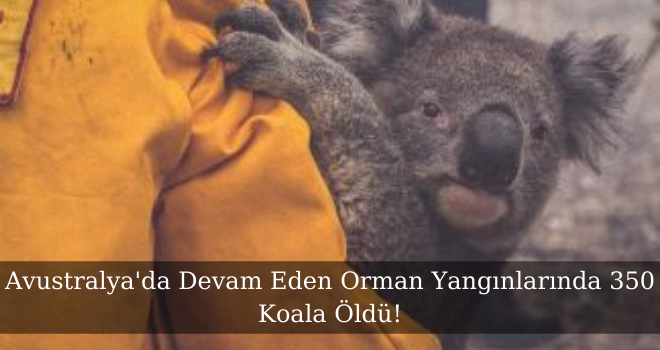 Avustralya'da Devam Eden Orman Yangınlarında 350 Koala Öldü!