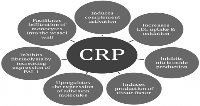 CRP ne demek? - C Reaktif Protein, CRP nedir?