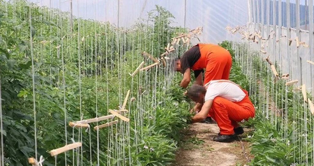Tropikal meyve ve tıbbi aromatik bitki yetiştiriyor