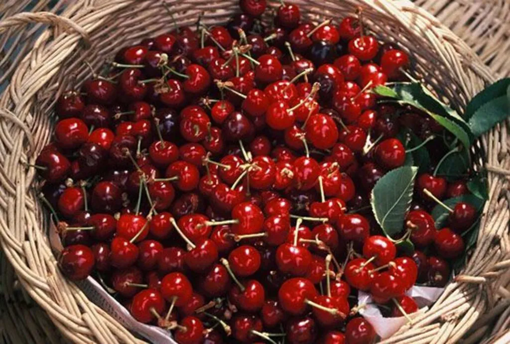 Vişnenin Faydaları! Hangi Hastalıklara İyi Geliyor
