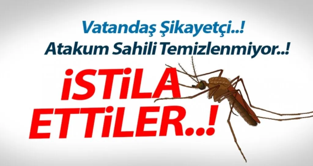 Temizlenmeyen Atakum Sahilini Sivrisinekler Bastı..!