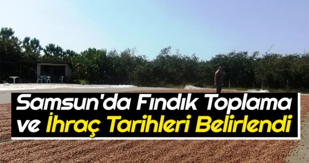 Samsun'da Fındık Toplama ve İhraç Tarihleri Belirlendi