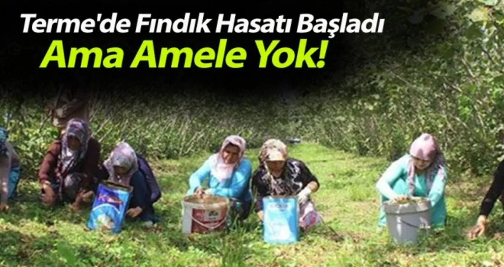 Terme'de Fındık Hasatı Başladı Ama Amele Yok!