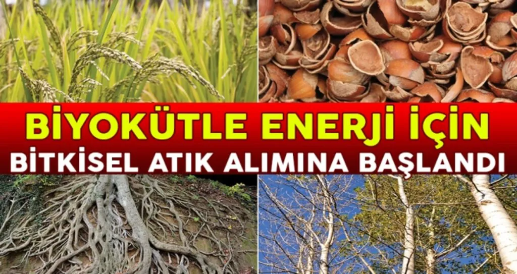 Oltan Köleoğlu Enerji Bitkisel Atık Alımına Başladı