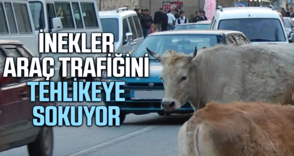 İnekler Araç Trafiğini Tehlikeye Sokuyor