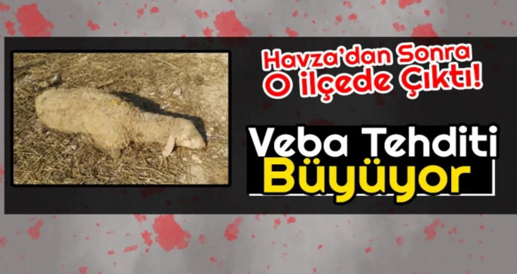 Samsun'da Veba Tehditi Büyüyor!