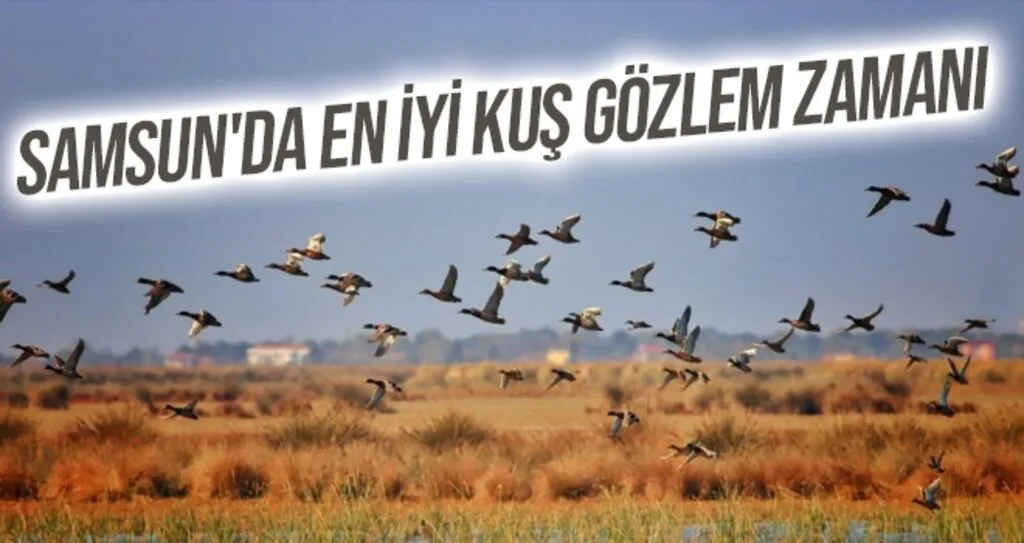 Samsun'da En iyi kuş gözlem zamanı