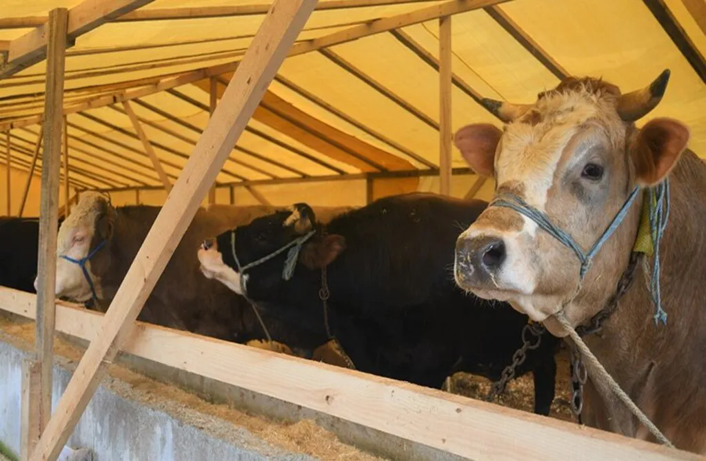 Samsun'da Kurban Bayramı İçin Tedbirler Alındı