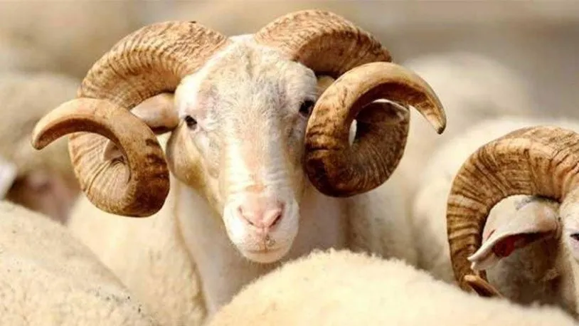 Samsun'da 2024 Kurban Bayramı Tedbirleri Belirlendi