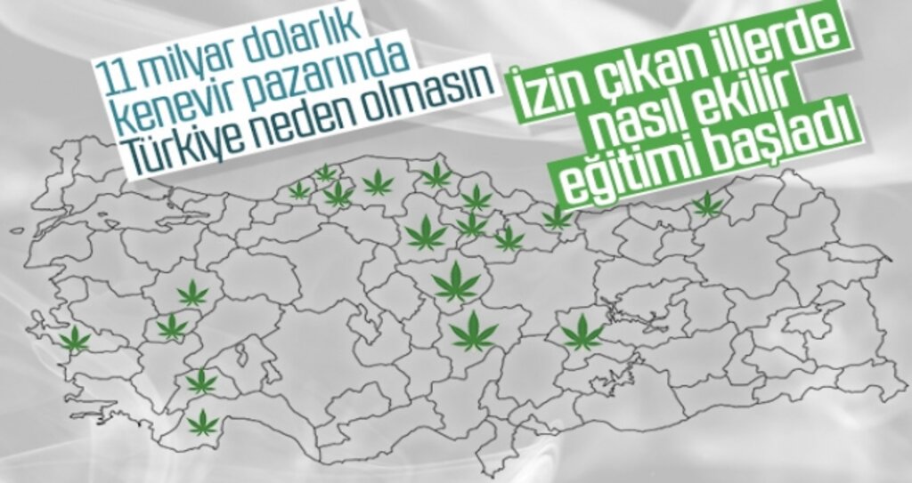 Kenevir Nasıl Yetiştirilir?