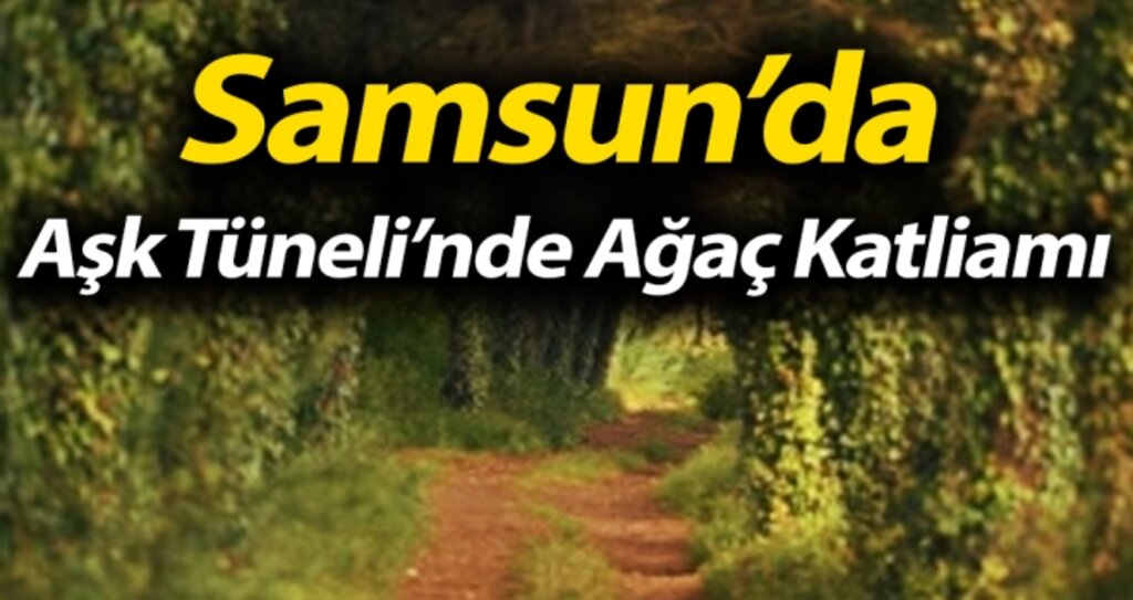 Samsun'da Aşk Tüneli'nde Ağaç Katliamı! haberi