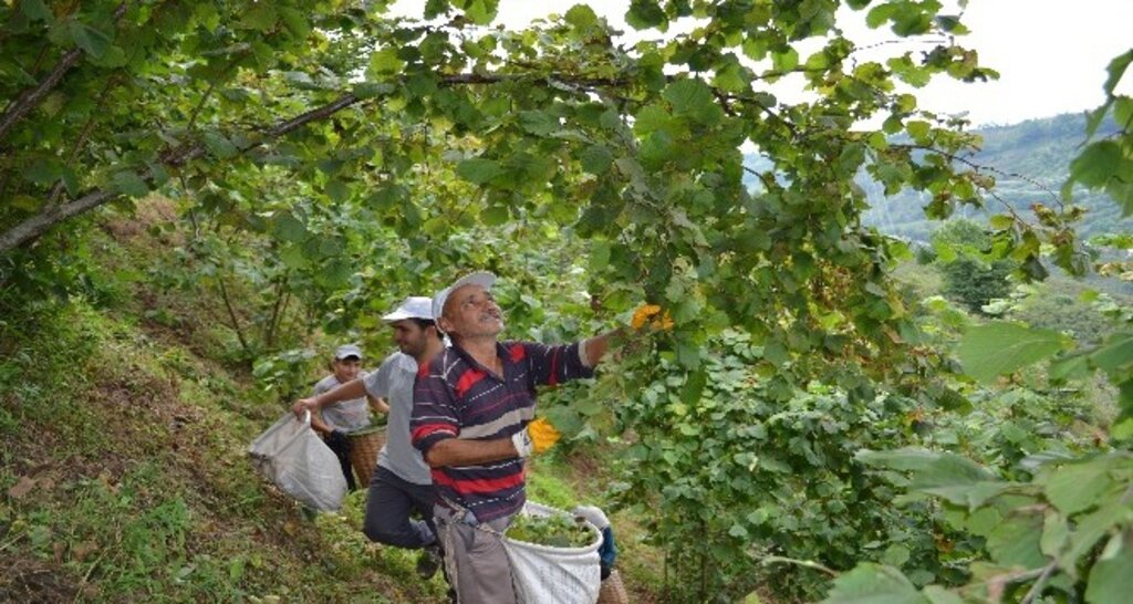 Karadeniz'de Fındık Hasadı Resmen Başladı haberi