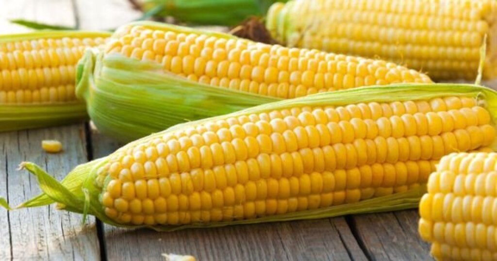 Mısırın Bilinmeyen Faydaları haberi