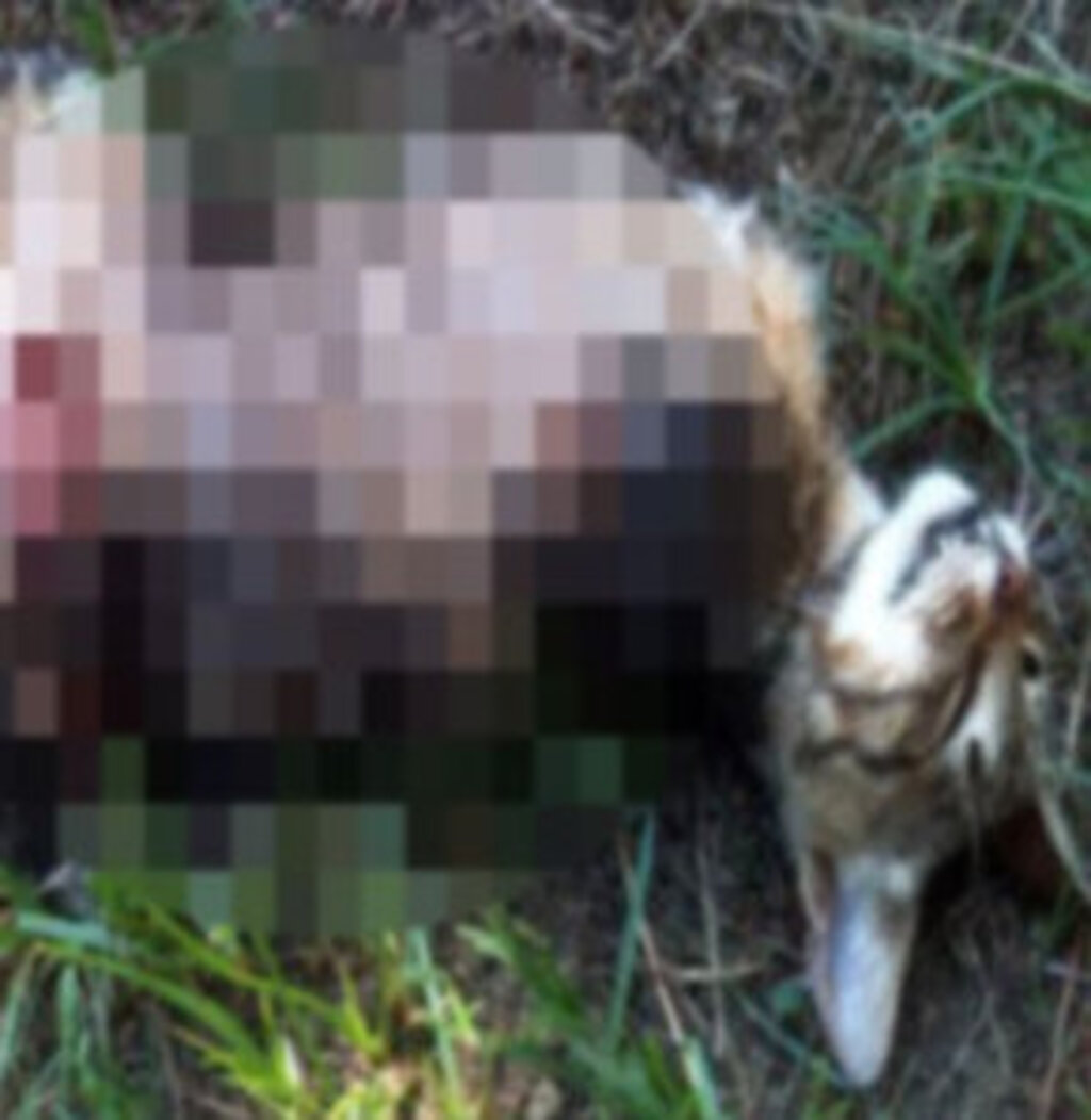 Bursa'da Kedi Vahşeti! haberi