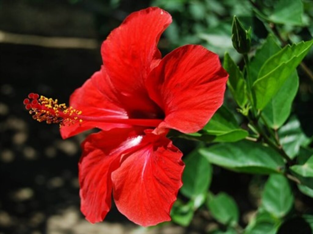 Hibiskusun Faydaları!