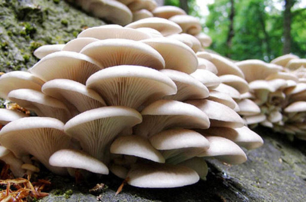 İstiridye Mantarı Muhteşem Tadıyla Sofralarda Sık Yer Buluyor! haberi