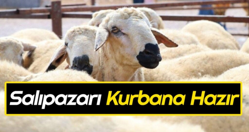 Salıpazarı Kurbana Hazır haberi