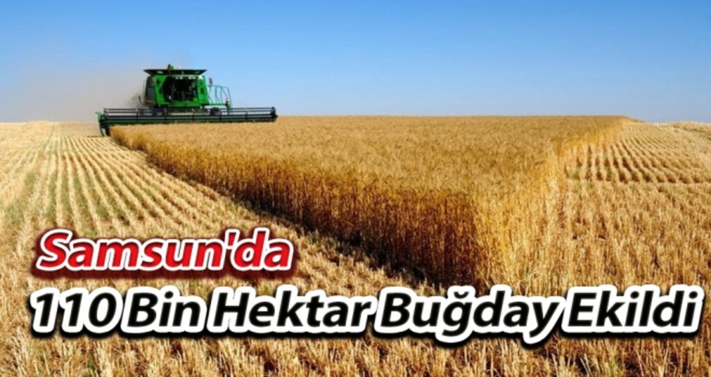 Samsun'da 110 Bin Hektar Buğday Ekildi haberi