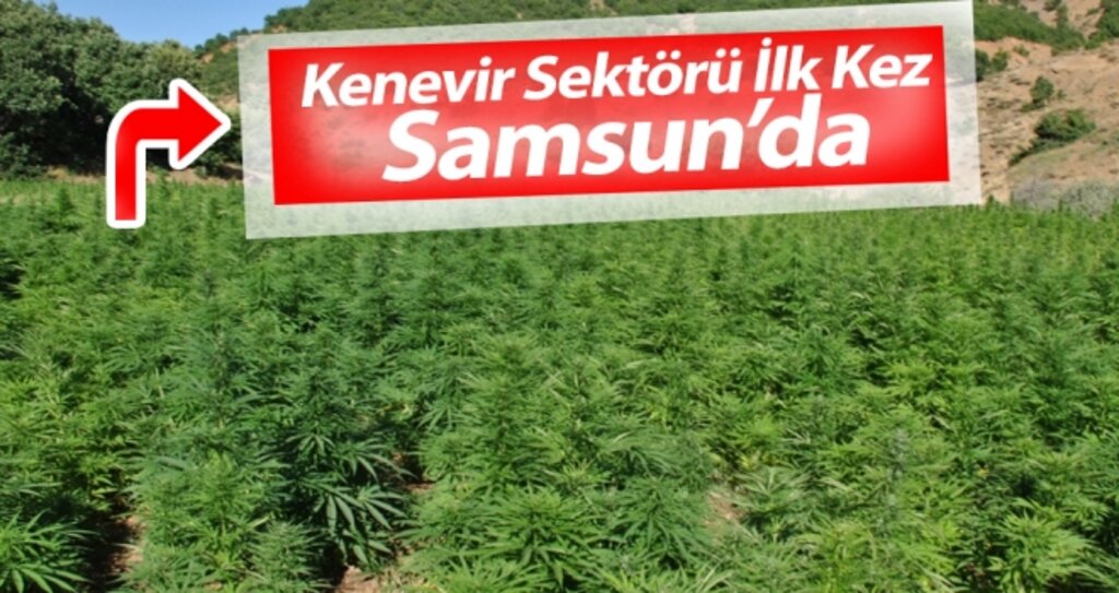 Kenevir Sektörü İlk Kez Samsun'da haberi