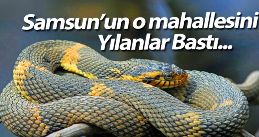 Samsun'da Yılan Paniği haberi