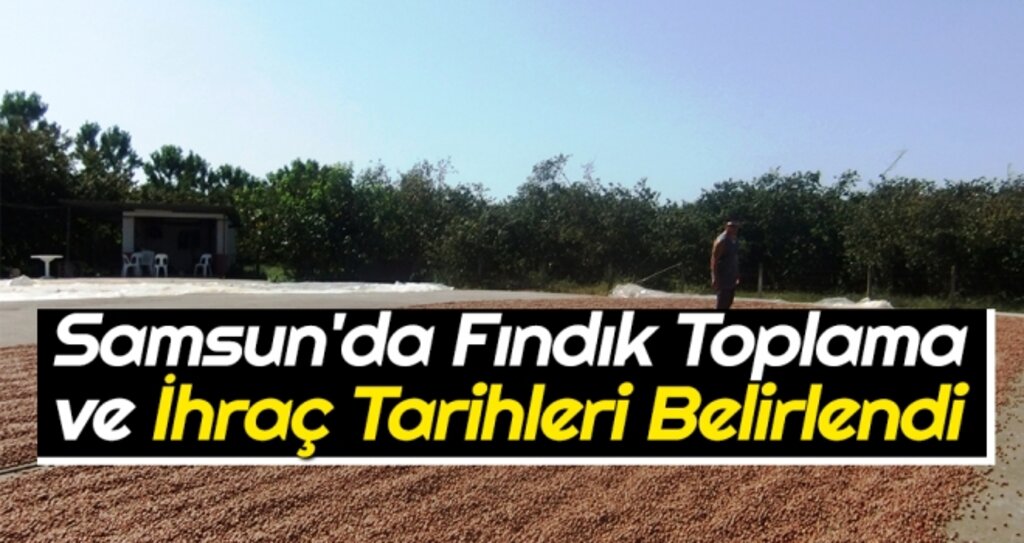 Samsun'da Fındık Toplama ve İhraç Tarihleri Belirlendi haberi
