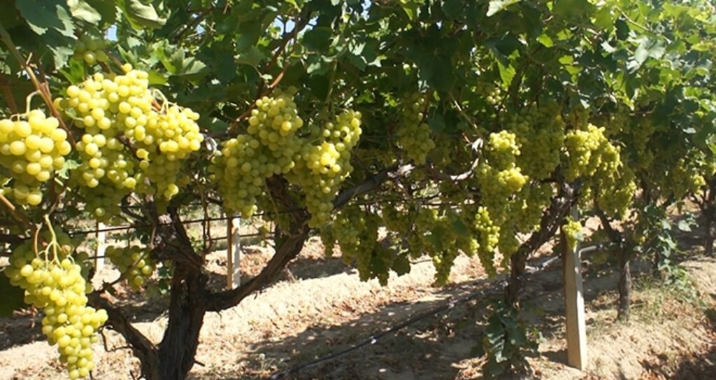 Superior Seedless Üzümünün İhracat Yolculuğu Başlıyor haberi