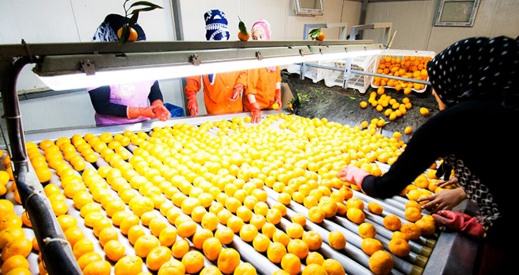 Narenciyede 900 Milyon Dolar İhracat Hedefi haberi