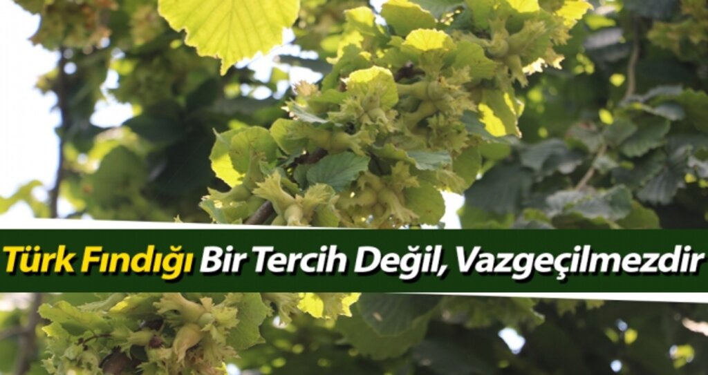 Türk Fındığı Bir Tercih Değil, Vazgeçilmezdir haberi