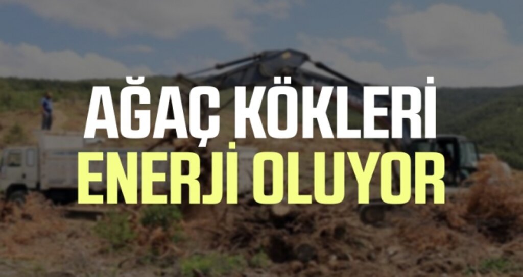 Ağaç Kökleri Enerji Oluşturuyor