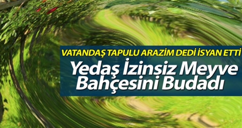 YEDAŞ İzinsiz Meyve Bahçesini Budadı! haberi