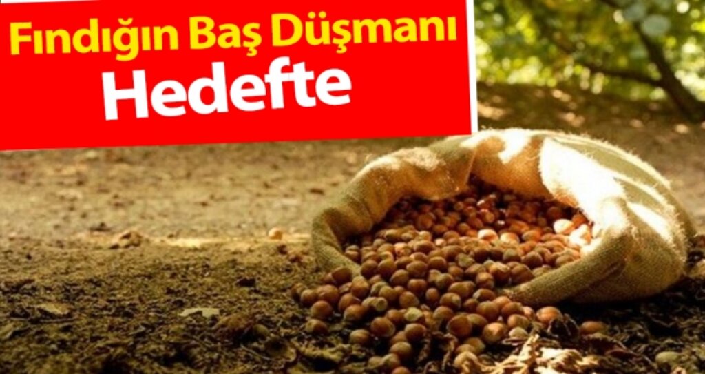 Fındığın Baş Düşmanı Hedefte haberi