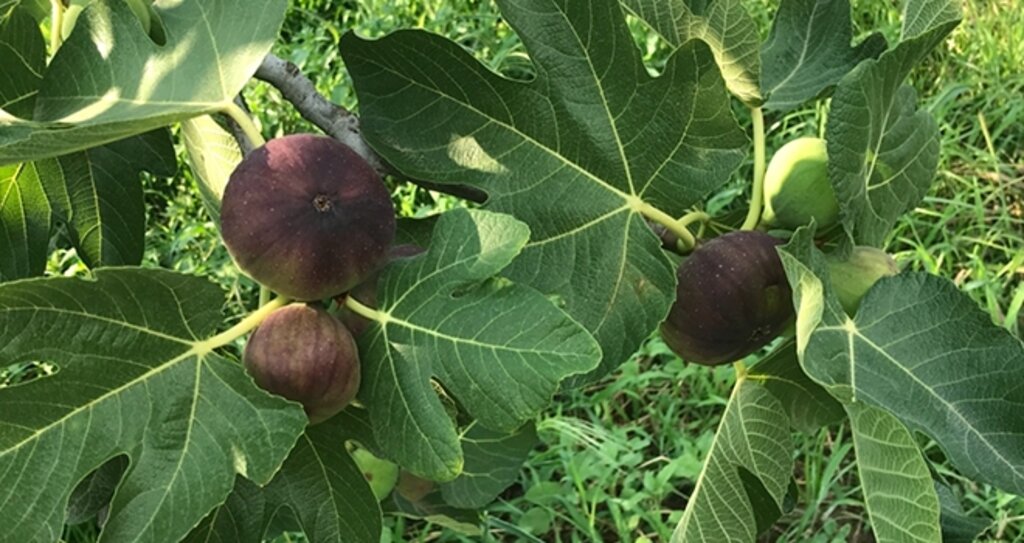 Kalp Krizi Riskini Azaltan Siyah İncir Dört Bir Yana Şifa Veriyor haberi